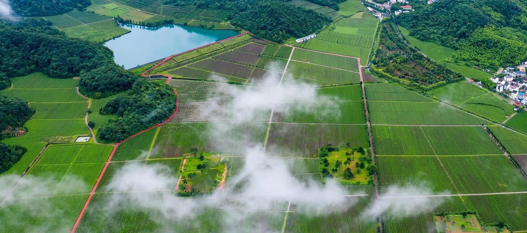 Tea gardens pictured in our production partner’s materials